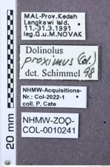 Etiketten zu Drapetes quadrimaculatus (NHMW-ZOO-COL-0010241)